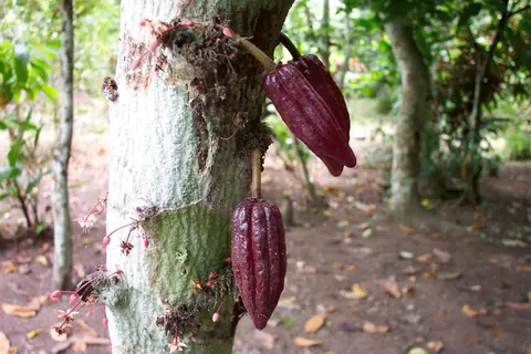 Cabosses de cacao