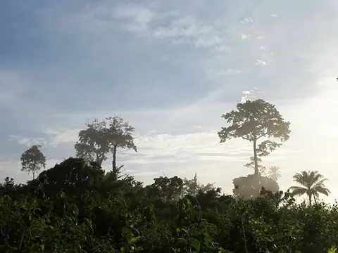 Les géants de la forêt